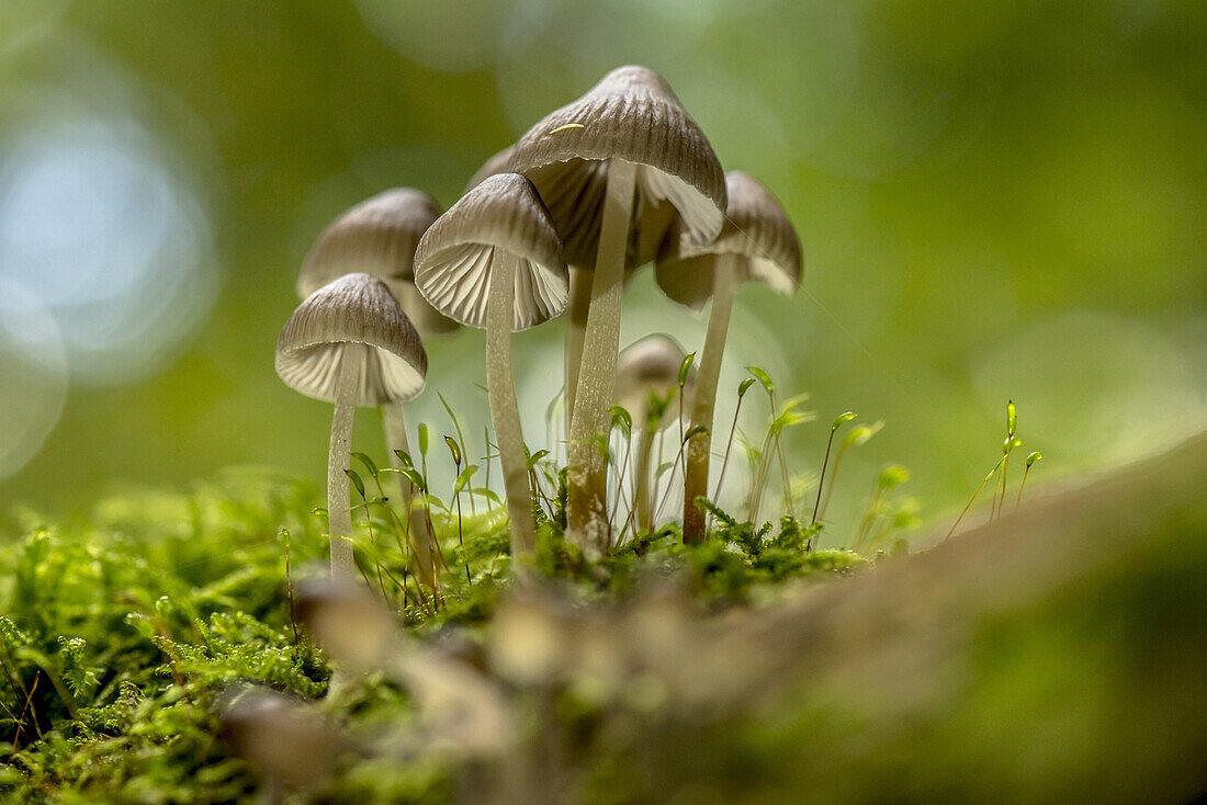 Group of small mushrooms with lamellae on the trunk of a tree covered with moss. Bokeh and light reflexions in the background, biosphere reserve, Schlepzig, Brandenburg, Germany