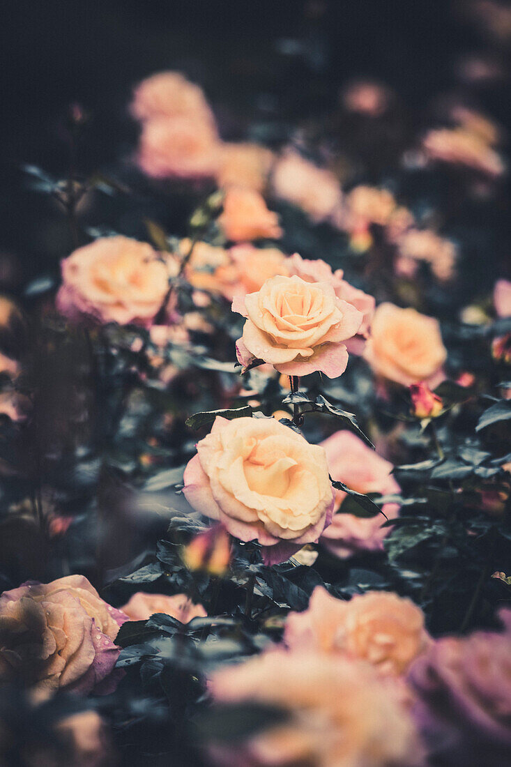 Pink Roses