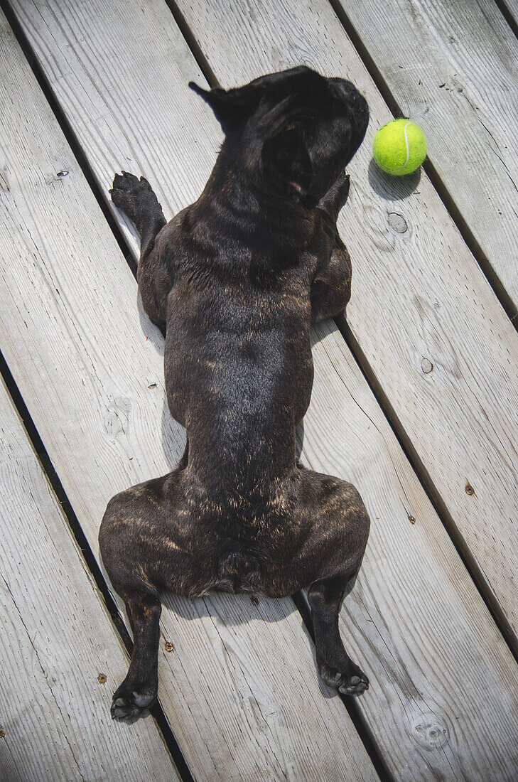 French Bulldog with Tennis Ball on Dock