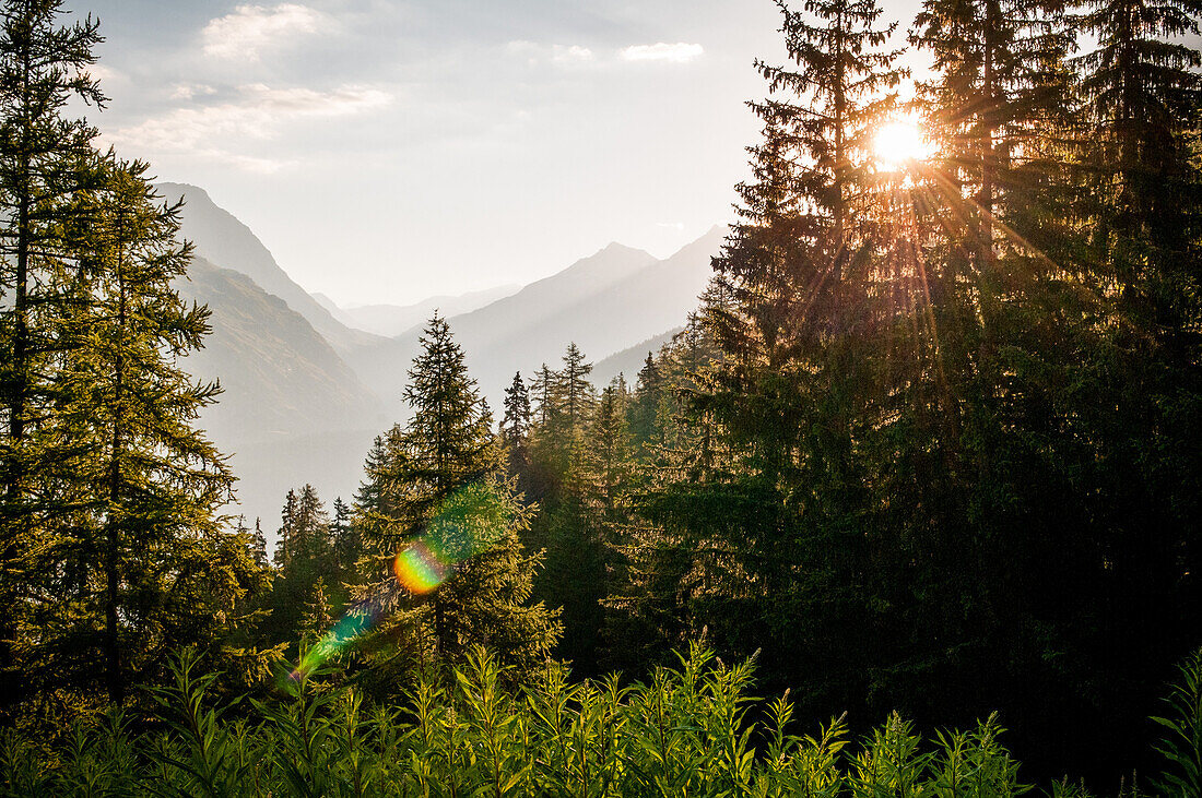 Evergreen Trees with Mountains in Background at Sunrise, Col du Mont Cenis, Val Cenis Vanoise, France