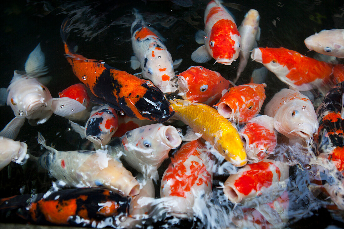 Goldfische in einem Tempel in Taipeh, Taiwan, Republik China, Asien