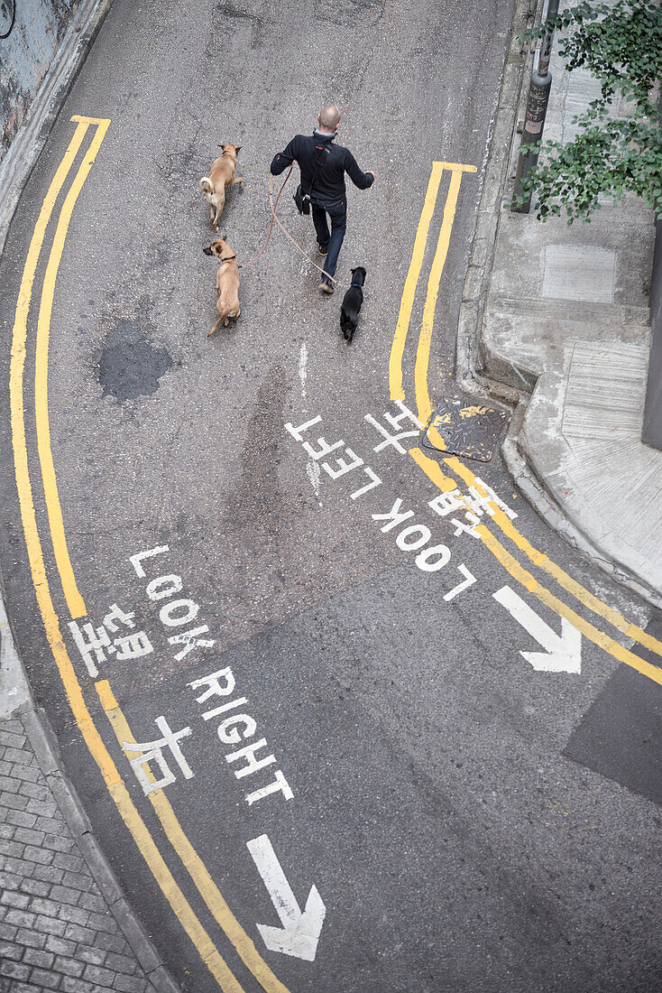 Mann mit 3 Hunden läuft auf Straße bei Mid-Levels, Hongkong Island, China, Asien