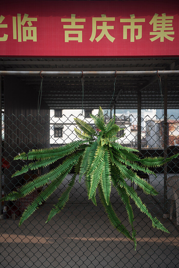 plastic plant fixed at fence, Tai O, Lantau Island, Hongkong, China, Asia