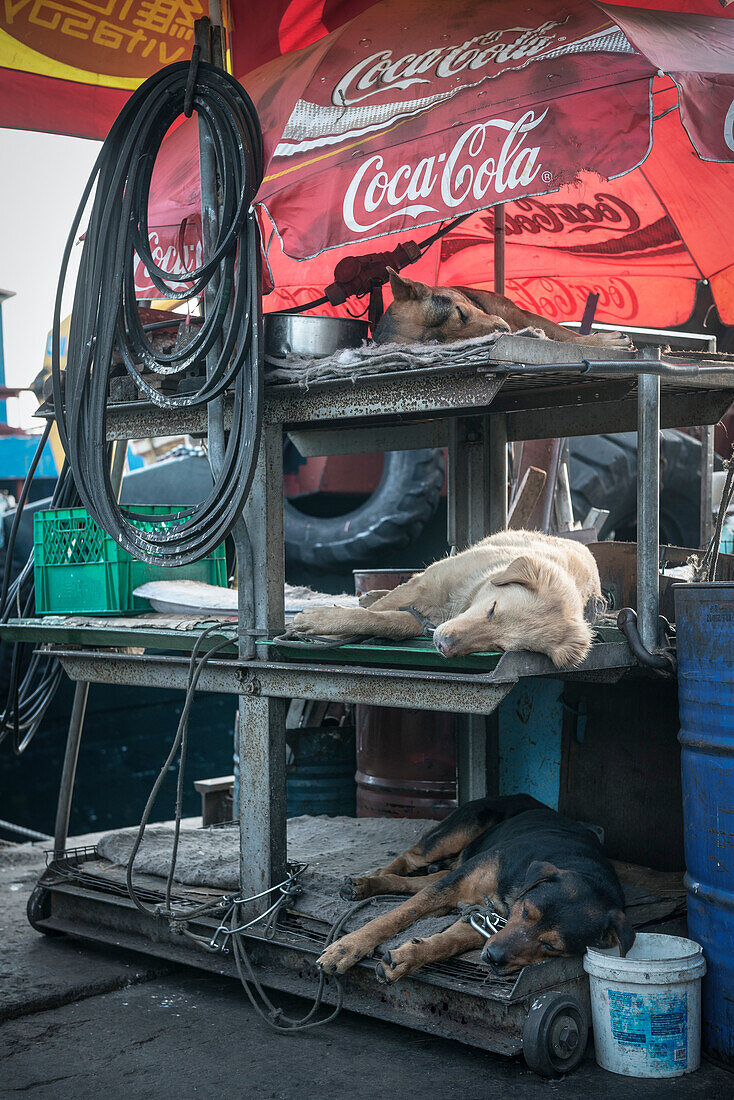 drei Hunde schlafen in einer Werkstatt, Insel Cheng Chau, Hongkong, China, Asien