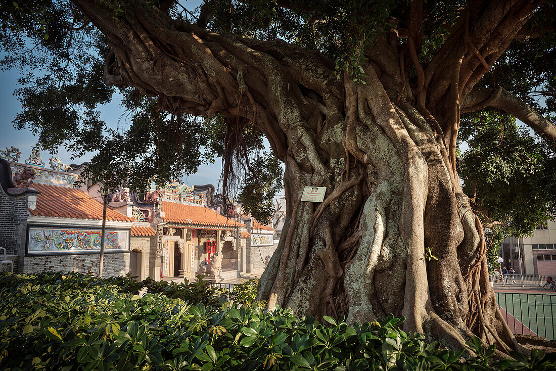 Eingang zum Pak Tai Tempel mit Würgefeige Baum, Insel Cheng Chau, Hongkong, China, Asien