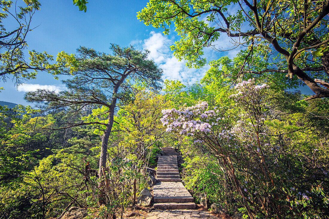 Stone steps leading into the lush natural environment with trees and blossoms of Tian Mu Shan Eyes of Heaven Mountain, Zhejiang, China, Asia