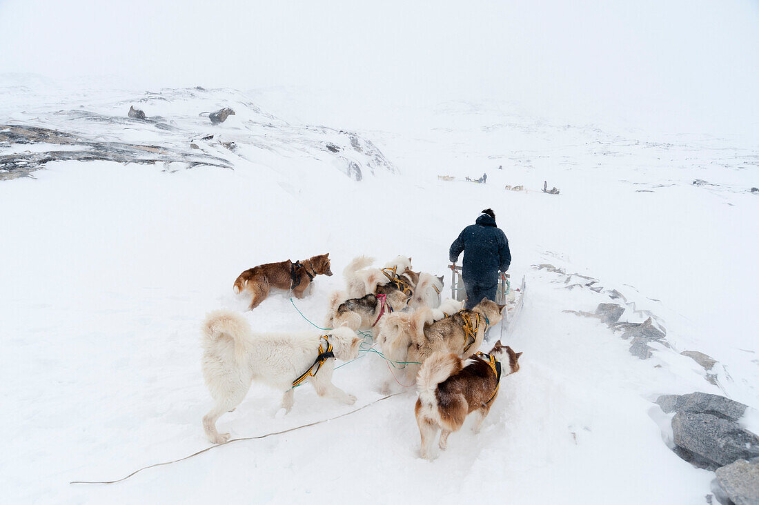 Dog sledge, Greenland, Denmark, Polar Regions