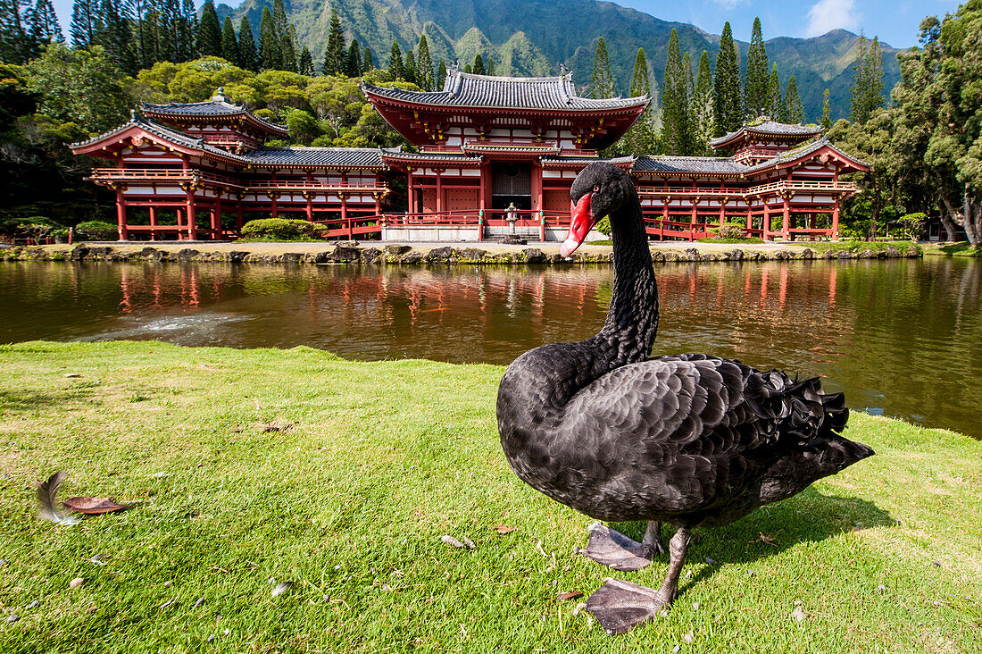 Byodo-In Temple, Valley of The Temples, Kaneohe, Oahu, Hawaii, United States of America, Pacific