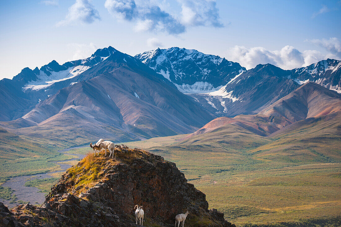 Two Adult Dall Sheep rams are sparring on a hilltop at Pollychrome Pass, Plains Of Murie, Denali National Park, Interior Alaska