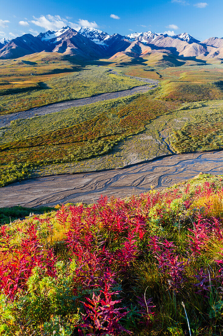 Scenic view of Polychrome Pass with colorful fall colors in the foreground in Denali National Park, Interior Alaska, Fall, USA.
