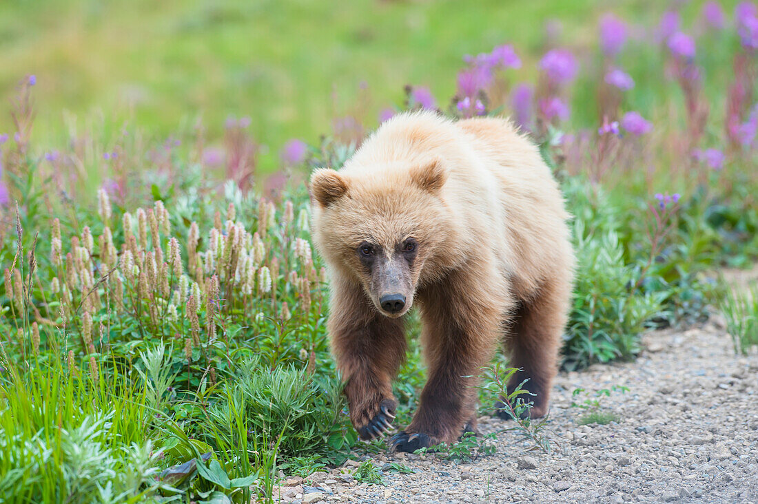 A close up of a grizzly bear cub on a early sunny summer morning at Sable Pass in Denali National Park and Preserve.
