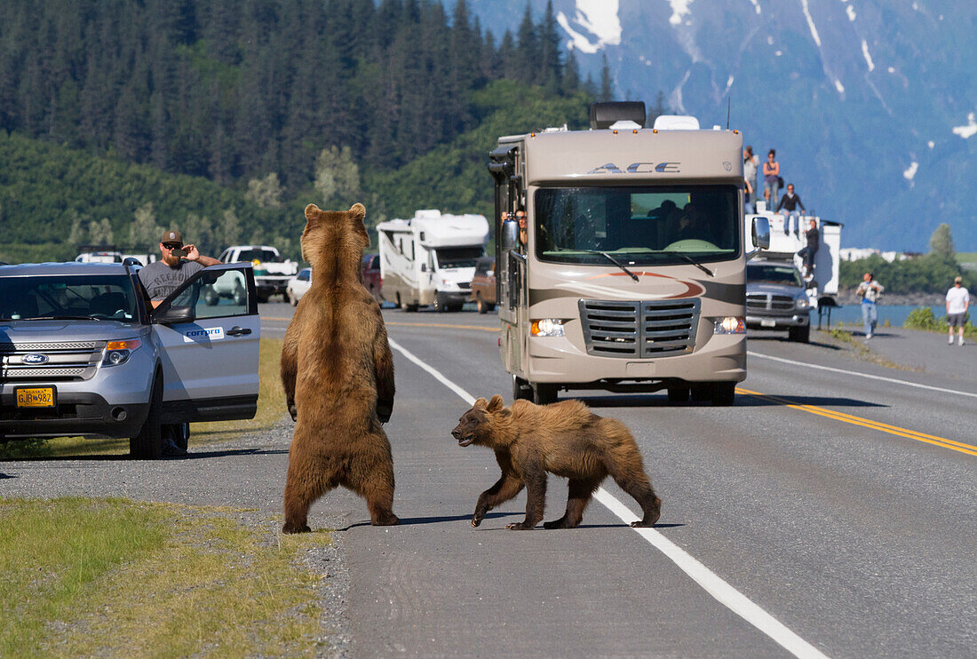 A sow Brown bear stands up to look for a missing cub on the shoulder of Dayville Road while traffic stops, Valdez, Southcentral Alaska