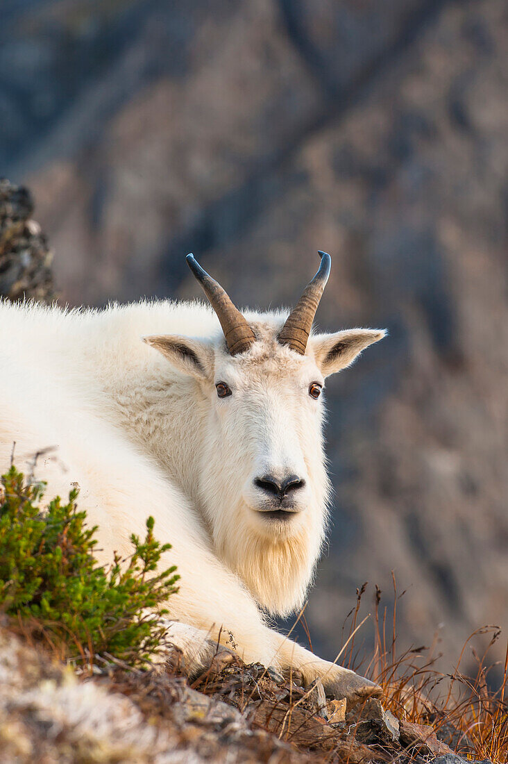 Close up of a billy goat near Crow Creek Pass in Chugach State Park near Girdwood in South Central Alaska.