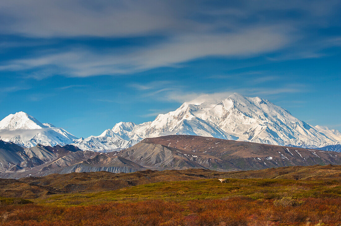 A bull caribou standing on tundra with the Muldrow Glacier and Mt. McKinley in the background in Denali National Park.