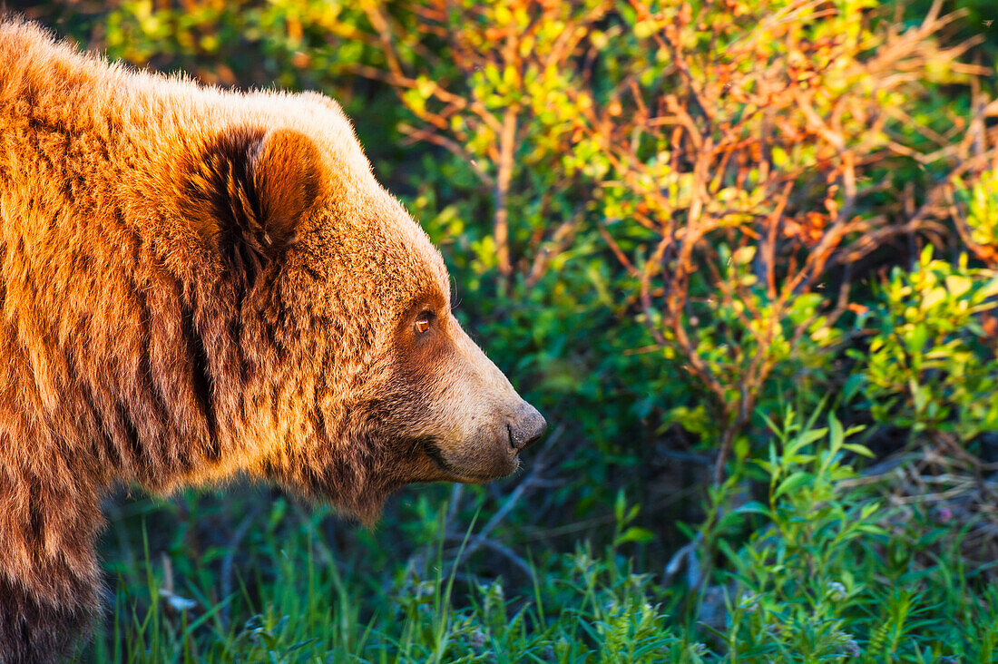Close up profile of a Grizzly Bear, Denali National Park, Summer