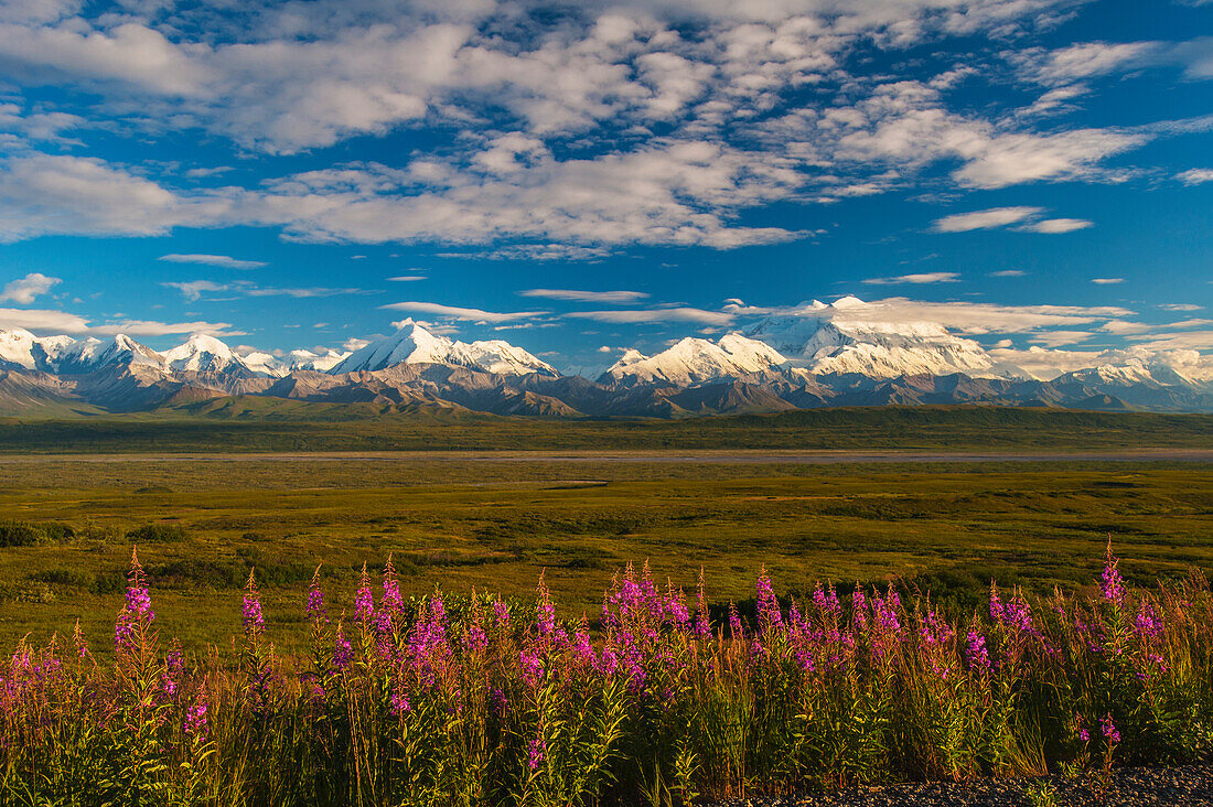 Fireweed line the Park Road on the way to Wonder Lake in Denali National Park with Mt. McKinley and the Alaska Range in the background, Interior Alaska