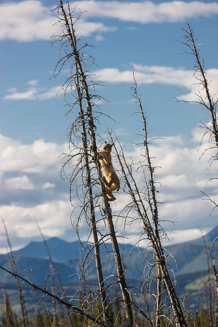 A Lynx climbing a dead spruce tree in a forest fire regeneration area, Kluane Lake, Northern Yukon Territory, Canada, Summer