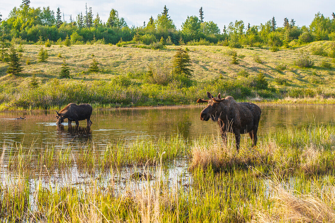 Two bull moose forages for food in a pond off the Coastal Trail in Kincaid Park, Anchorage, Southcentral Alaska.