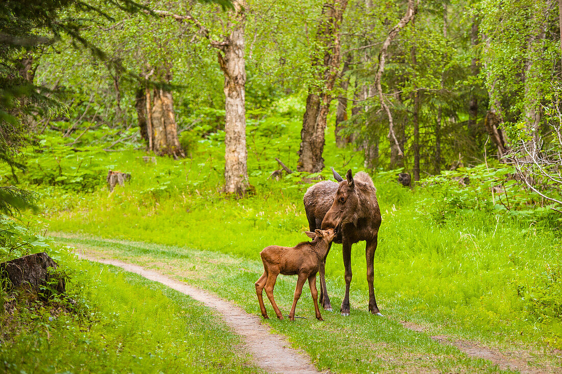 Cow and calf moose along on a trail in Kincaid Park, Southcentral Alaska, summer