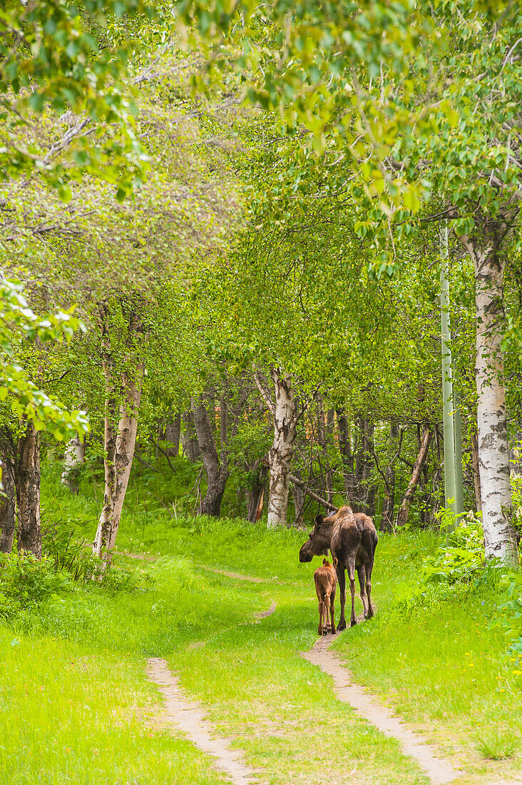 Cow and calf moose along on a trail in Kincaid Park, Southcentral Alaska, summer