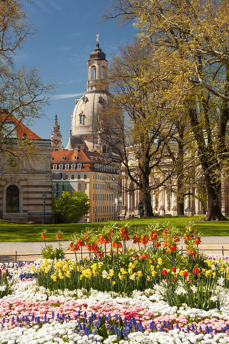 Bruehlscher garden in the old town of Dresden with the Frauenkirche, Albertinum and blooming flowers in the foreground, Saxony, Germany