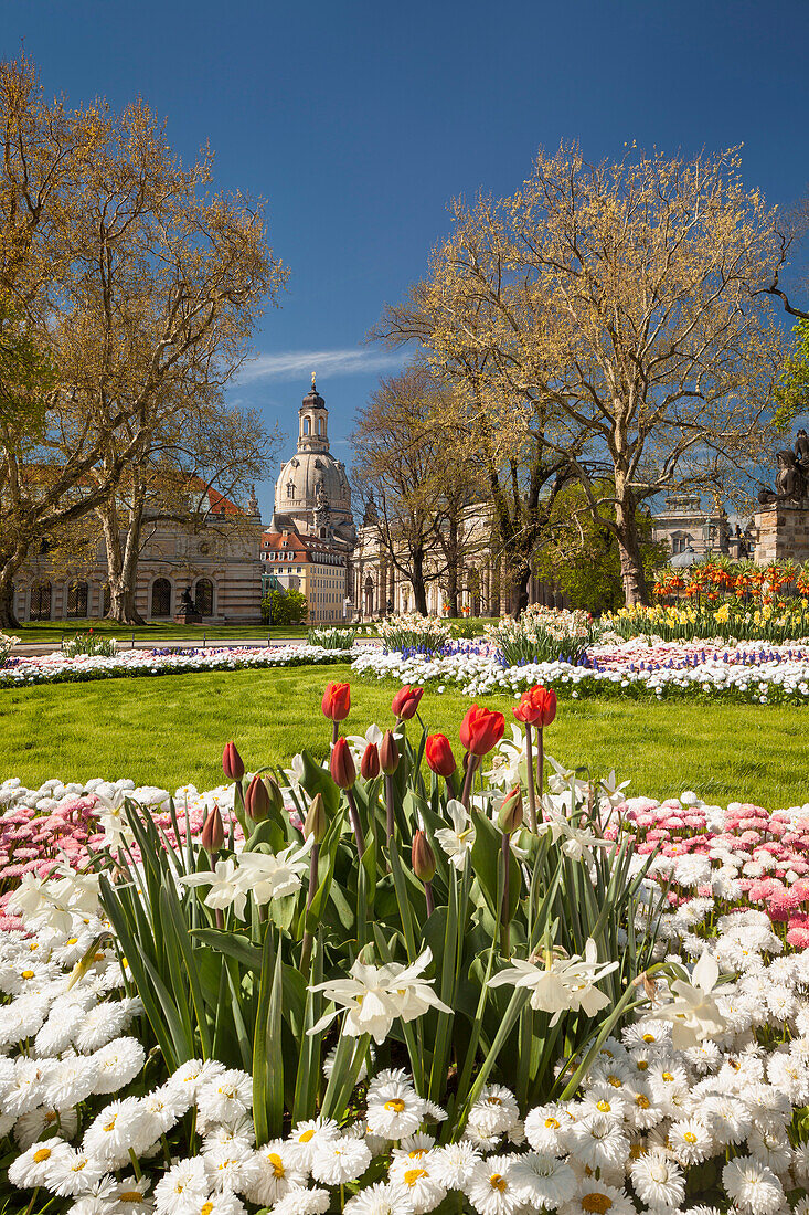 Bruehlscher garden in the old town of Dresden with the Frauenkirche, Albertinum and blooming flowers in the foreground, Saxony, Germany