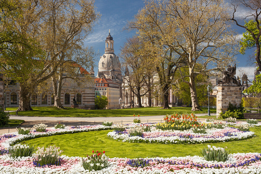 Brühlscher Garten in der Altstadt von Dresden mit Frauenkirche, Albertinum und blühendem Blumen im Vordergrund, Sachsen, Deutschland