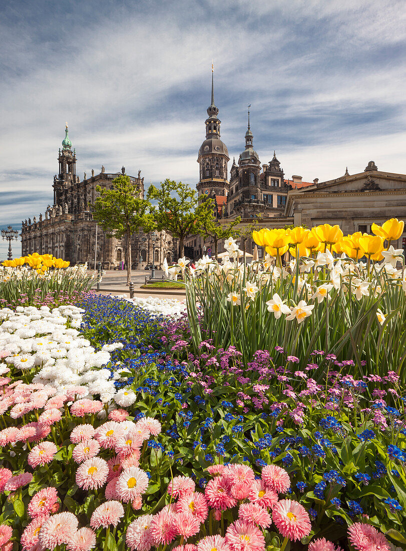 Theaterplatz mit Hofkirche und Residenzschloss im Frühling mit blühendem Blumen im Vordergrund, Dresden, Sachsen, Deutschland