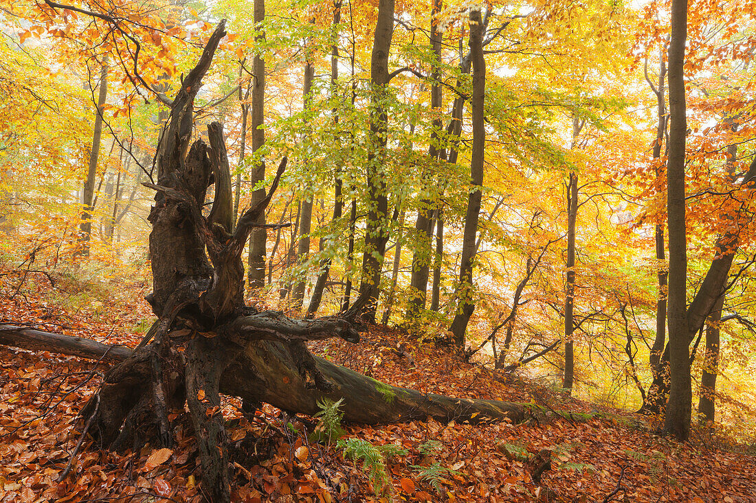 Primeval beech forest in autumn with overturned tree in the foreground, Ore Mountains, Ustecky kraj, Czech Republic