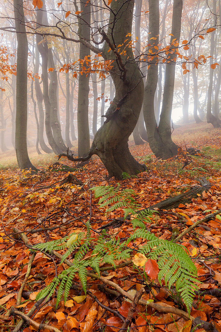 Primeval beech forest in autumn with fog and fern in the foreground, Ore Mountains, Ustecky kraj, Czech Republic