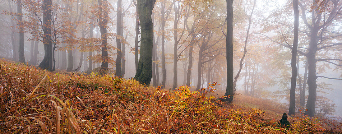 Panorama eines urwüchsiger Buchenwaldes im Herbst mit Gras im Vordergrund, Erzgebirge, Ustecky kraj, Tschechische Republik