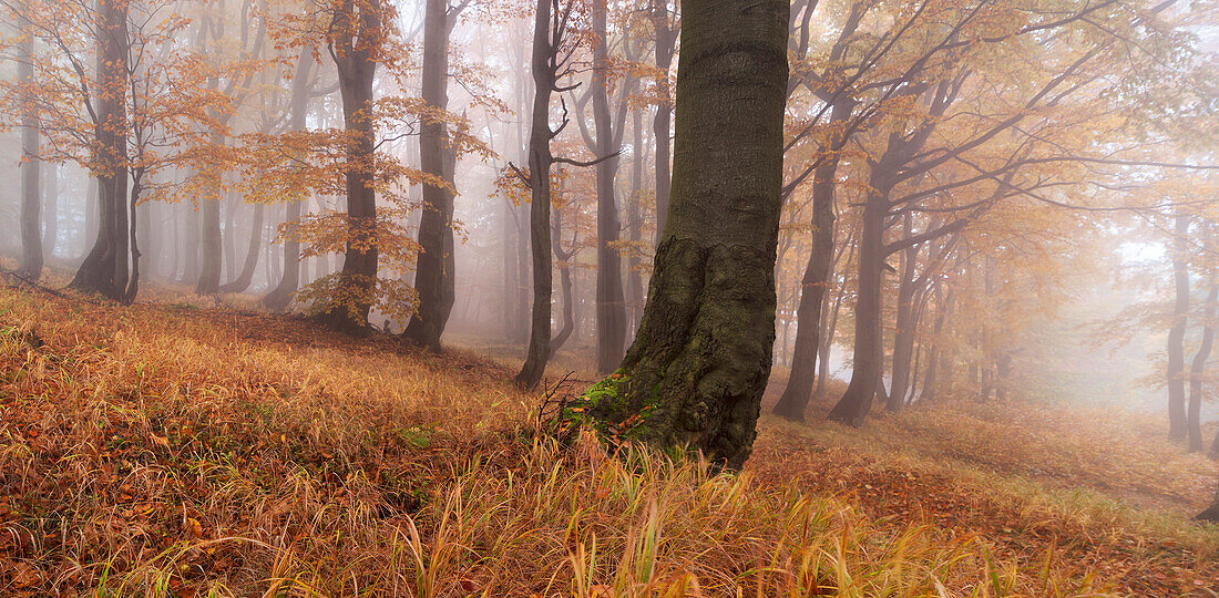 Panorama eines urwüchsiger Buchenwaldes im Herbst mit Gras im Vordergrund, Erzgebirge, Ustecky kraj, Tschechische Republik