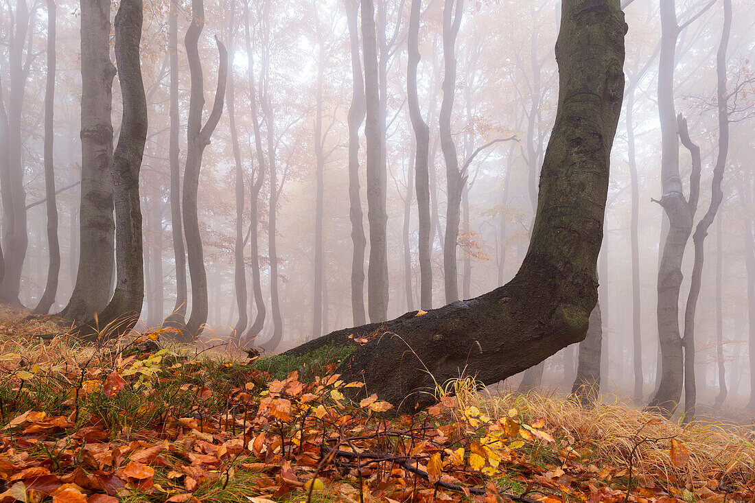 Primeval beech forest in autumn, Ore Mountains, Ustecky kraj, Czech Republic