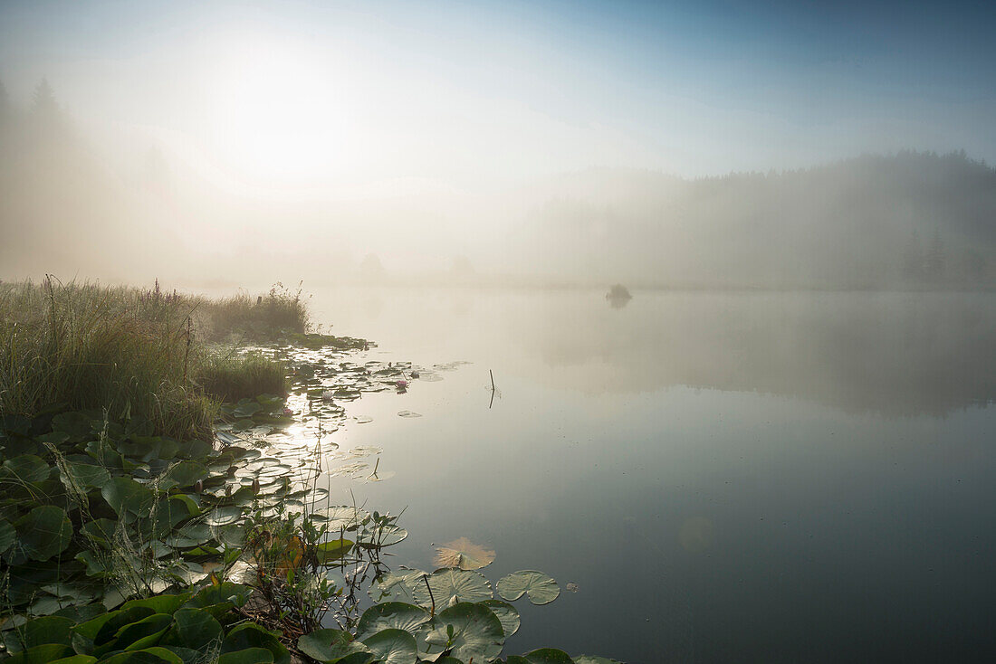 Sunrise at lake Geroldsee, Wagenbruechsee, Kruen, near Garmisch-Partenkirchen, Upper Bavaria, Bavaria, Germany