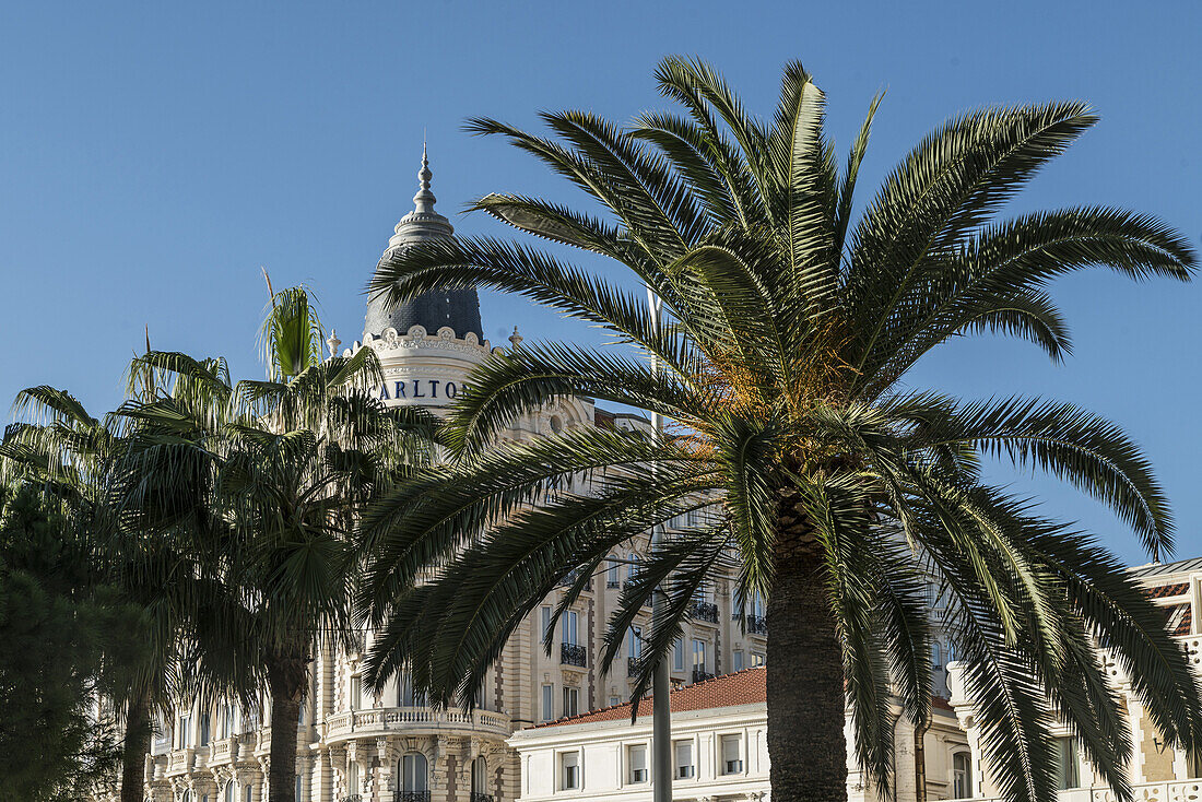 Carlton Hotel, Fassade mit palme, Cannes, Côte d'Azur, Frankreich