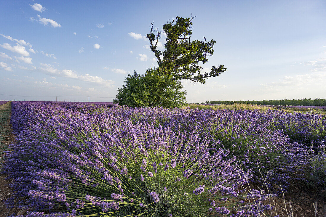 Lavender field, Lavandula angustifolia, Tree, Plateau de Valensole, Provence-Alpes-Cote d'Azur, France