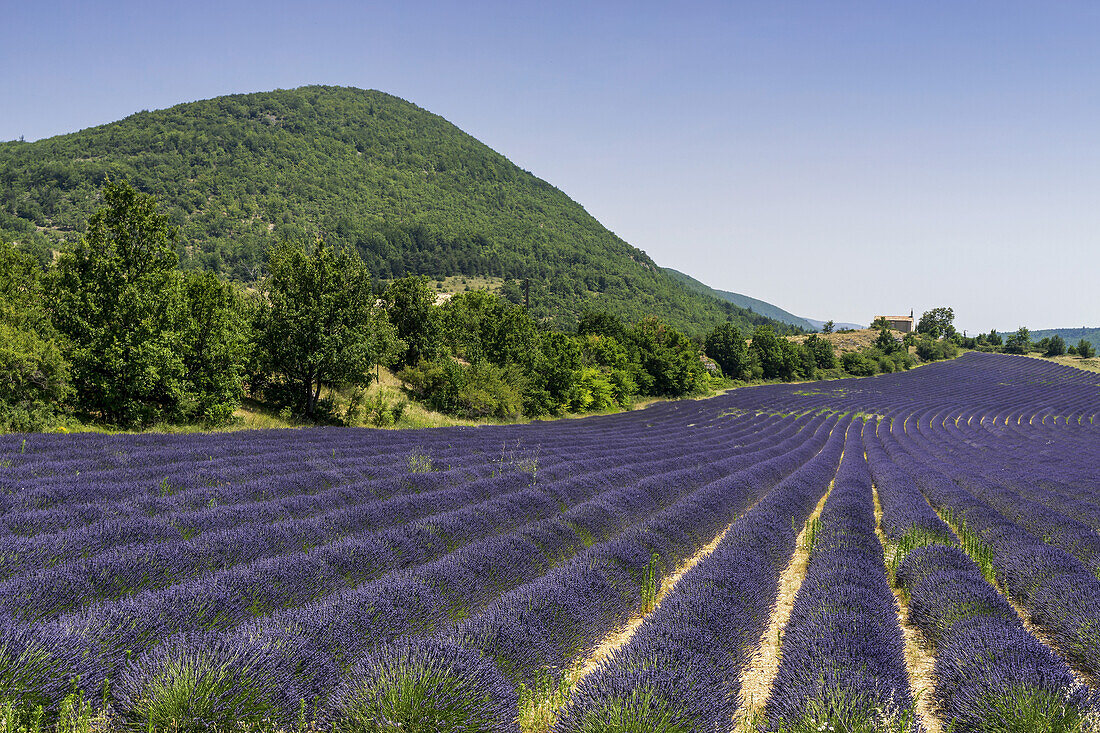 Lavendel Feld mit Berg und Kapelle, Montagne de Lure, Vaucluse, Provence-Alpes-Côte d’Azur, Frankreich