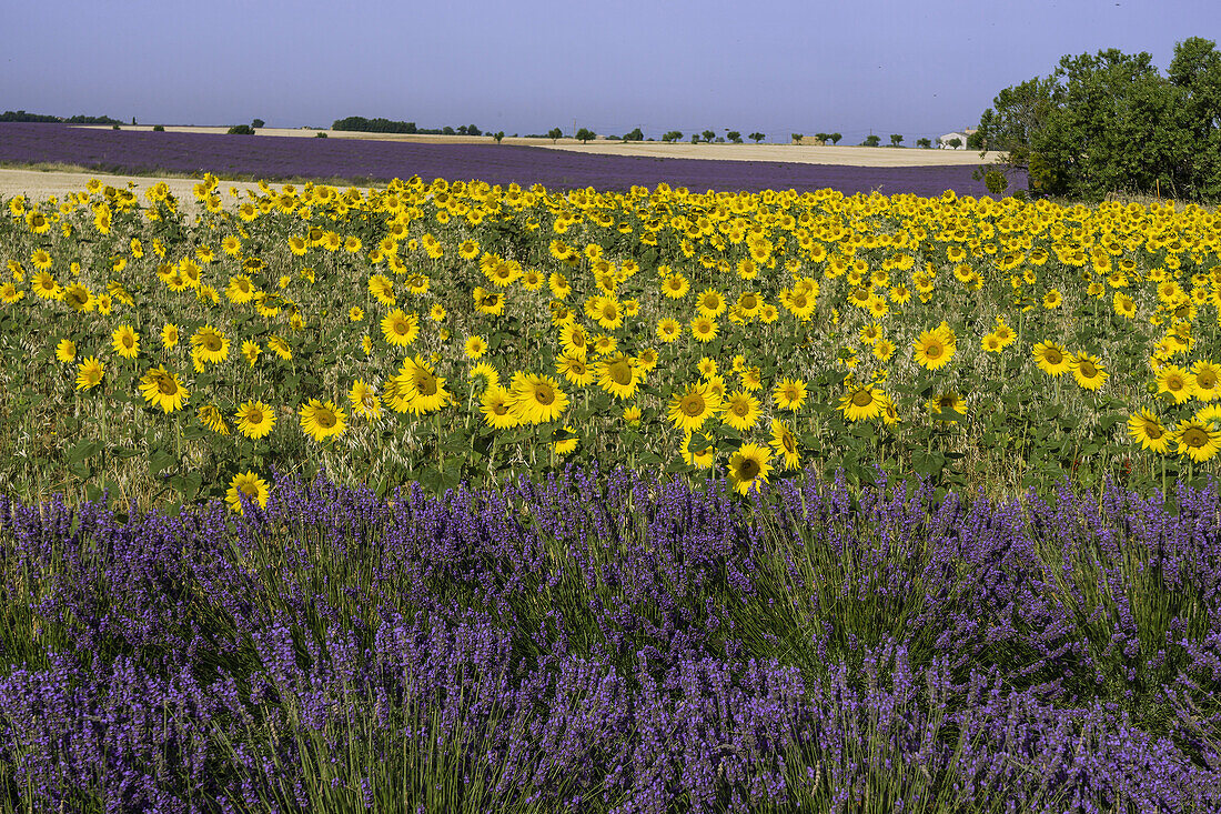 Lavender Feld mit Sonnenblumen, Naturel Regional du Verdon, Plateau de Valensole, Provence-Alpes-Côte d'Azur, Frankreich