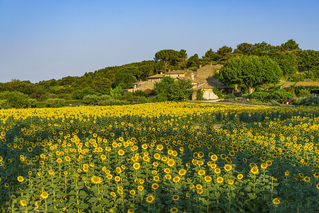 Sunflowers in a field, Loumarine, Vaucluse, Luberon Regional park, Provence-Alpes-Cote d’Azur, France