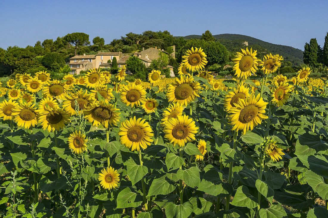 Sonnenblumen in der Nähe von Lourmarin, Vaucluse, Luberon, Provence-Alpes-Côte d’Azur, Frankreich