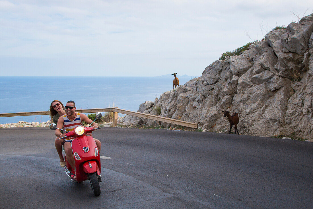 Young couple riding a red scooter on road along Cap de Formentor peninsula with goats on rocks, Palma, Mallorca, Balearic Islands, Spain