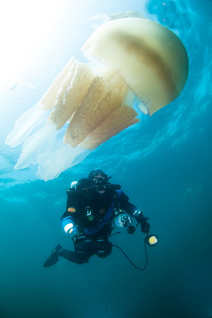 Diver with giant barrel jellyfish off the South Coast, Devon, England, United Kingdom, Europe