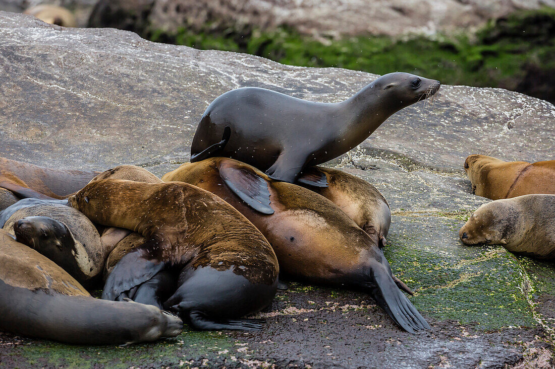 California sea lions Zalophus californianus hauled out on Isla San Pedro Martir, Baja California, Mexico, North America