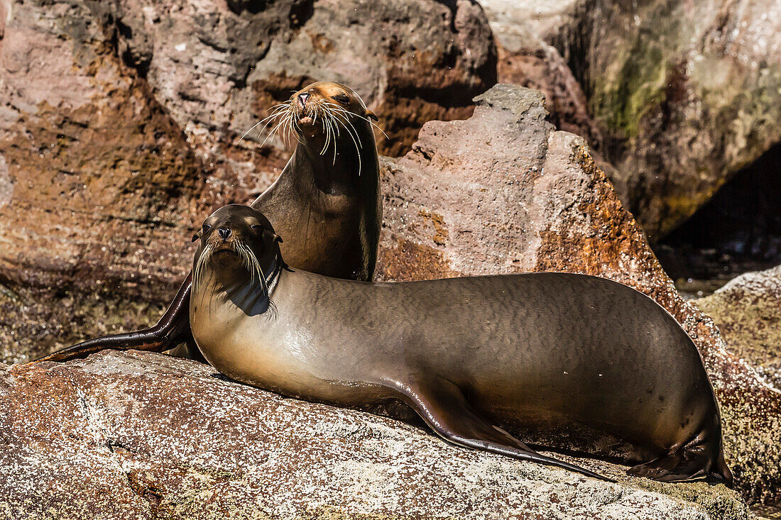 California sea lion Zalophus californianus pair hauled out on Isla San Pedro Martir, Baja California, Mexico, North America