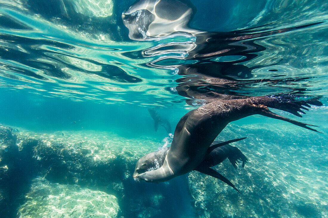 Adult California sea lions Zalophus californianus underwater at Los Islotes, Baja California Sur, Mexico, North America