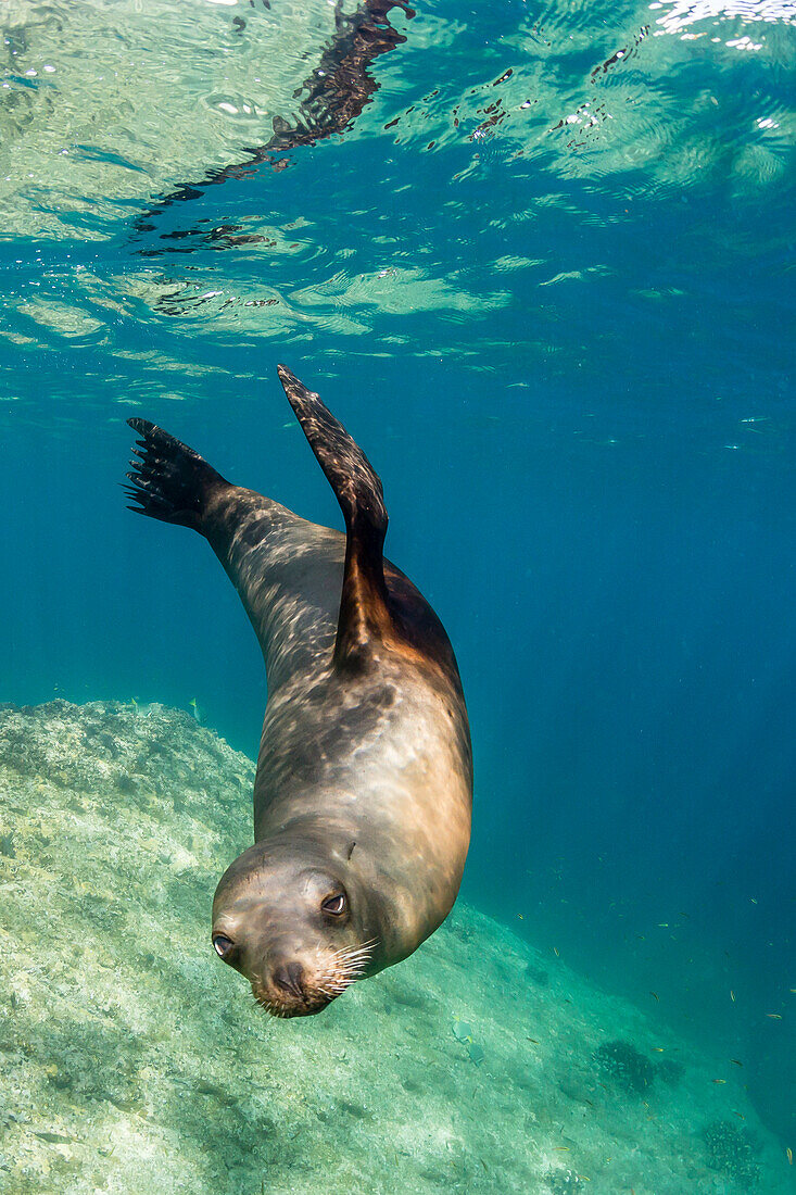 Adult California sea lion Zalophus californianus underwater at Los Islotes, Baja California Sur, Mexico, North America