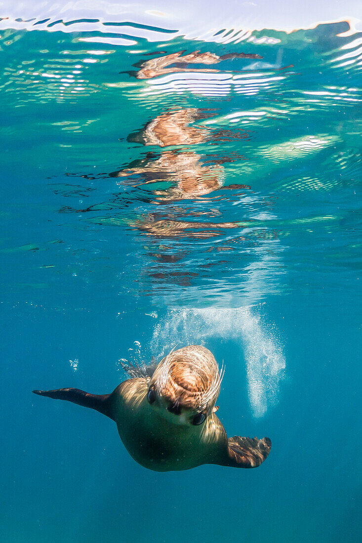 Adult California sea lion Zalophus californianus underwater at Los Islotes, Baja California Sur, Mexico, North America