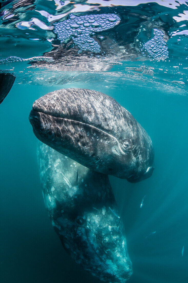 California gray whale Eschrichtius robustus mother and calf underwater in San Ignacio Lagoon, Baja California Sur, Mexico, North America