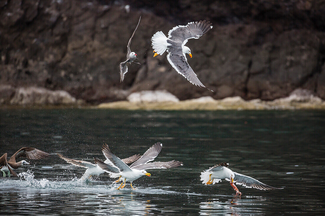 Yellow-footed gulls Larus livens and Heermann's gulls Larus heermanni fight for a squid on Isla Ildefonso, Mexico, North America