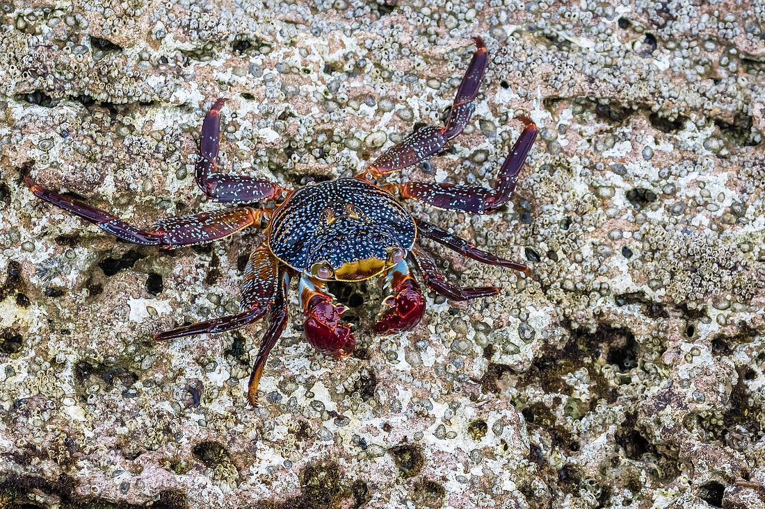 Adult Sally Lightfoot crab Grapsus grapsus at low tide on Punta Colorado, Isla San Jose, Baja California Sur, Mexico, North America